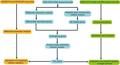 Identifying HIF1A and HGF as two hub genes in aortic dissection and function analysis by integrating RNA sequencing and single-cell RNA sequencing data